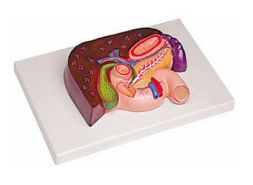 肝、胰、脾、十二指腸、胃模型